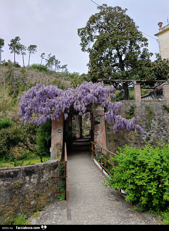 Vaccata
