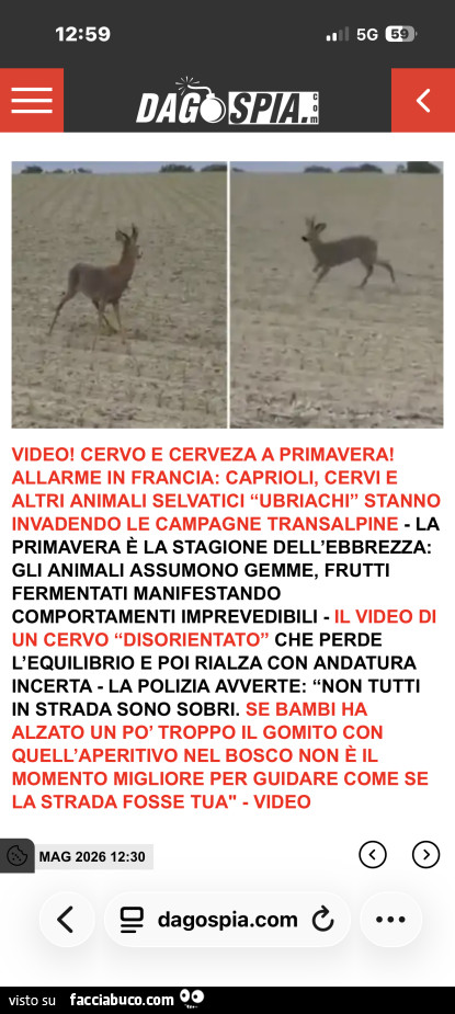 Vaccata