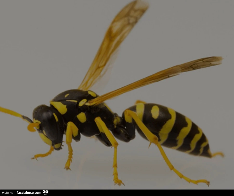 Vaccata