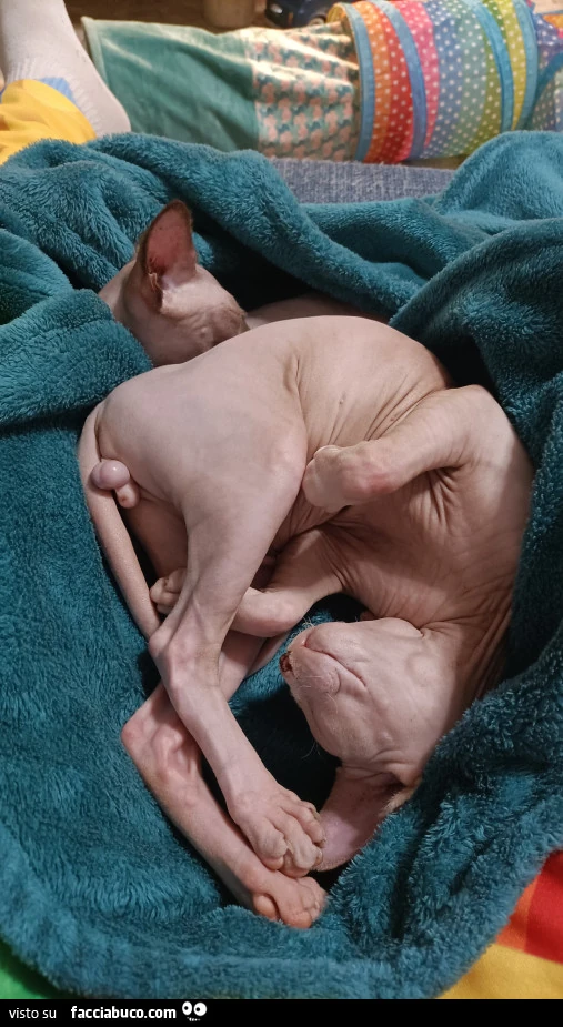 Vaccata