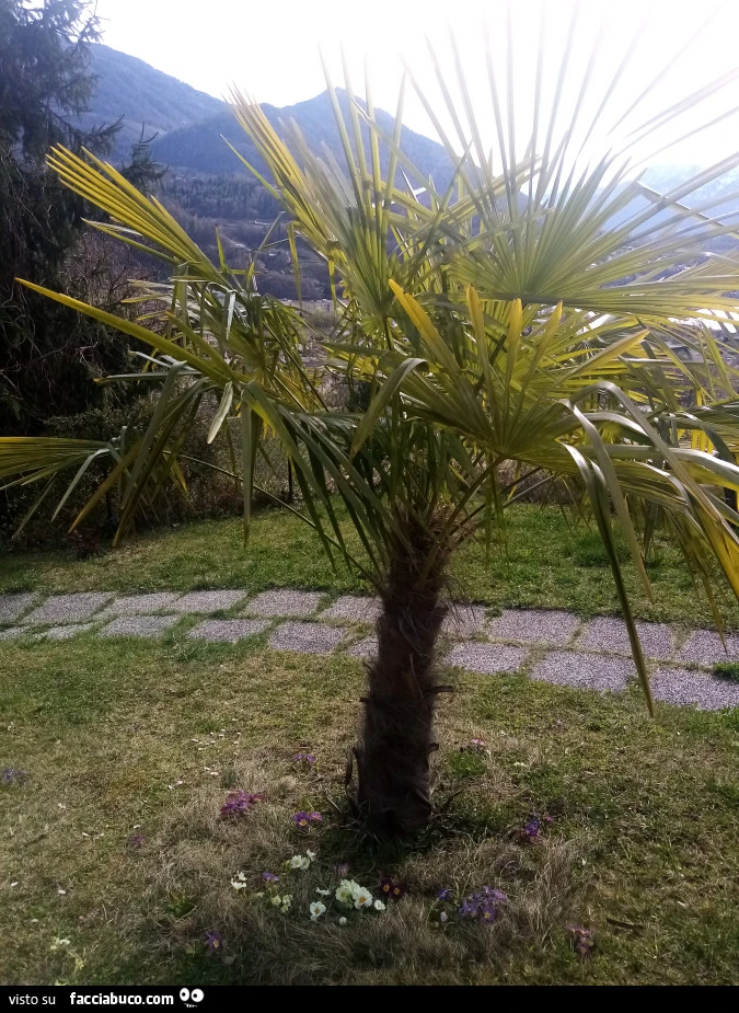 Vaccata