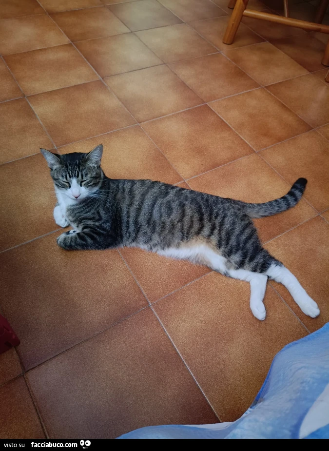 Vaccata