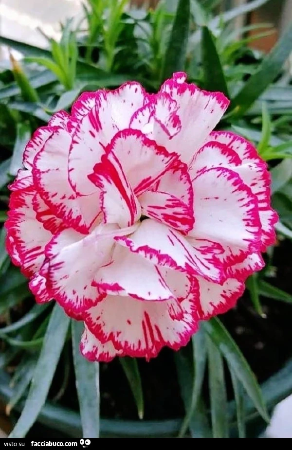 Vaccata