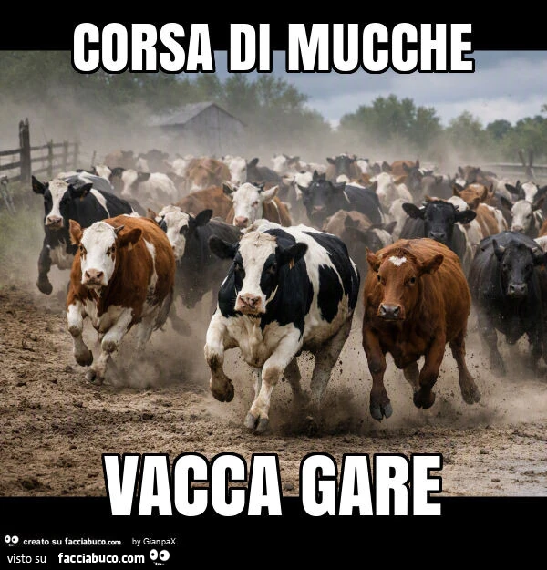 Corsa di mucche vacca gare
