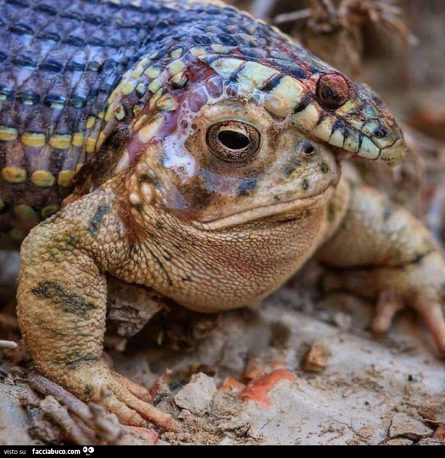 Vaccata
