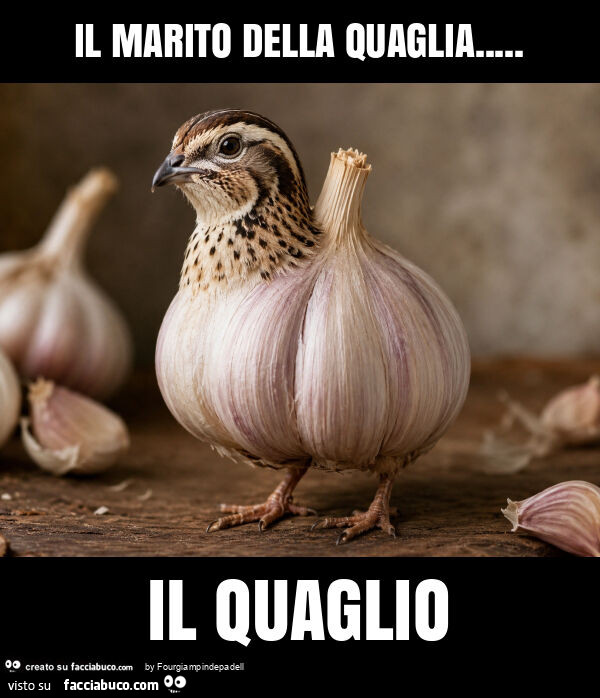 Il marito della quaglia&hellip; il quaglio