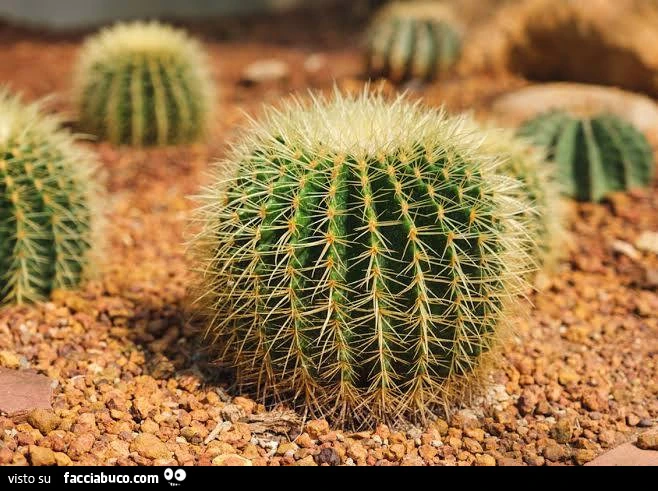 Vaccata