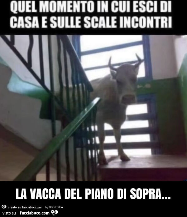 La vacca del piano di sopra