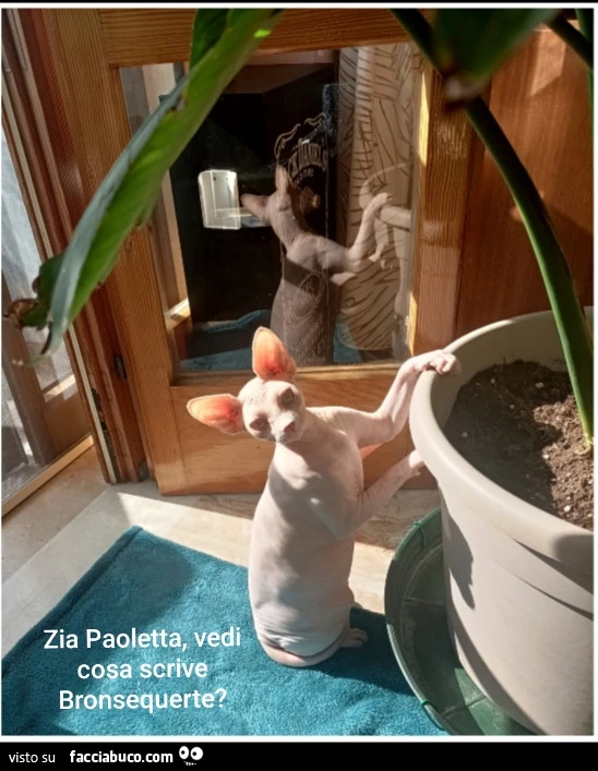 Vaccata