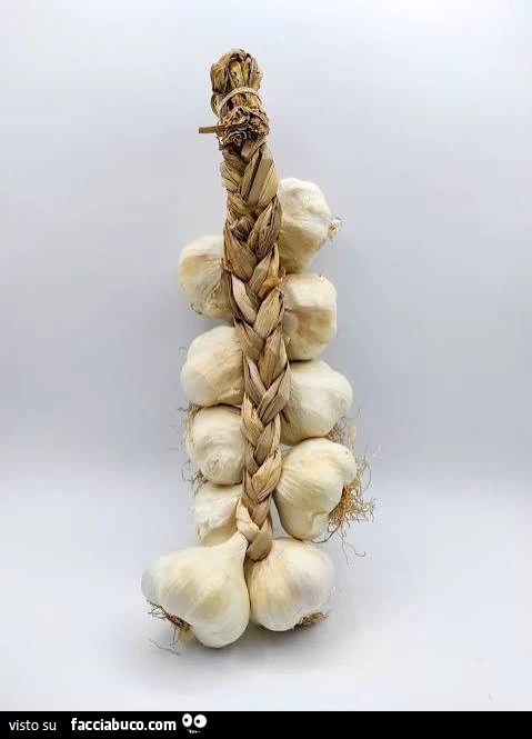 Vaccata