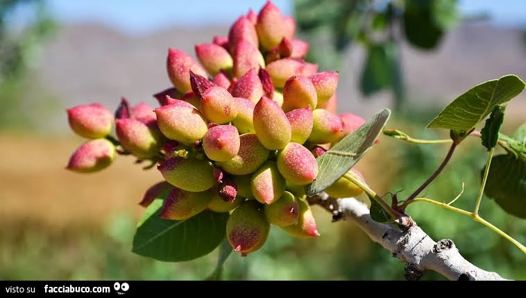 Vaccata
