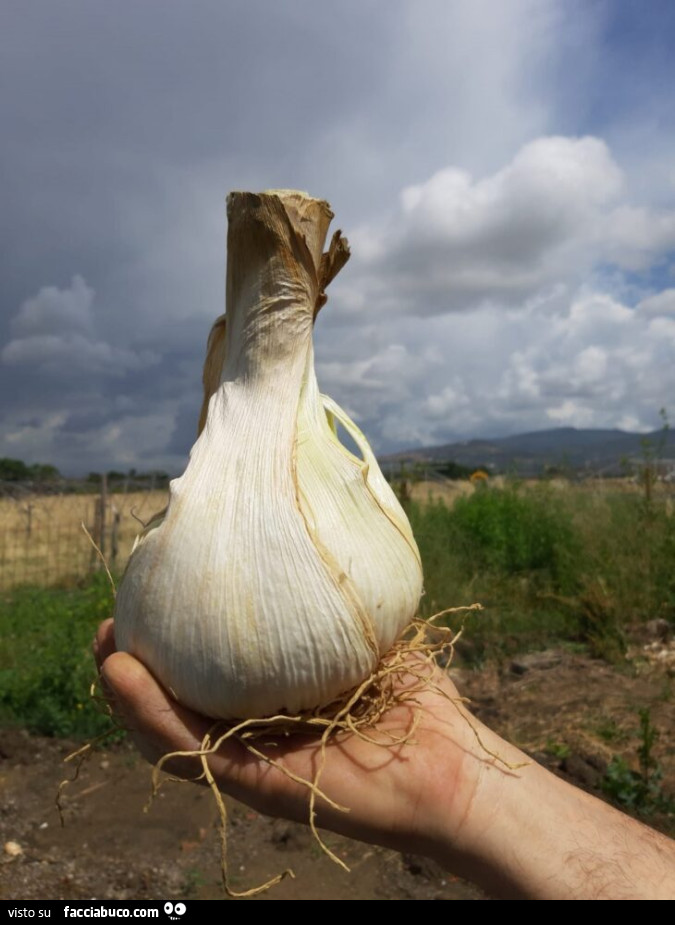 Vaccata
