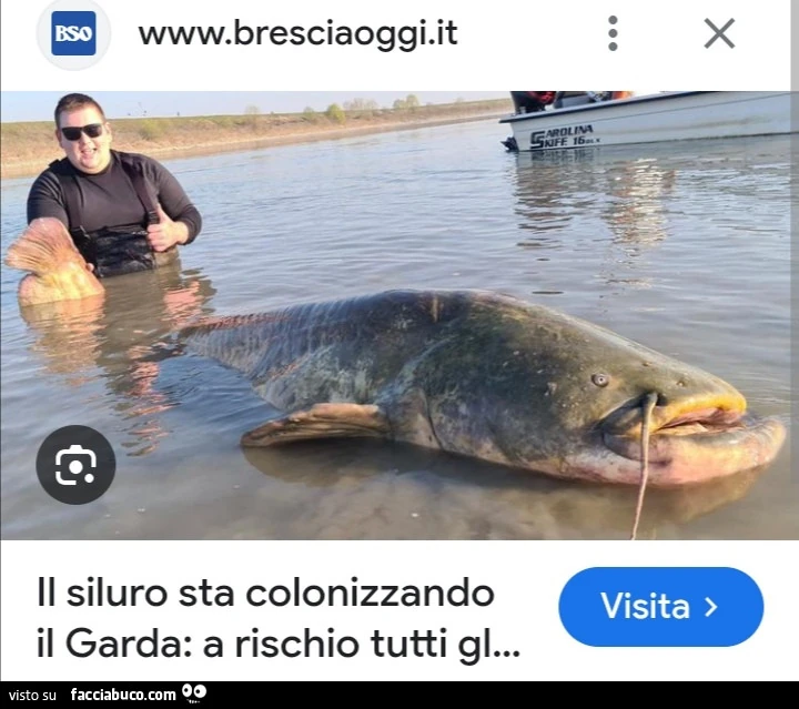 Vaccata