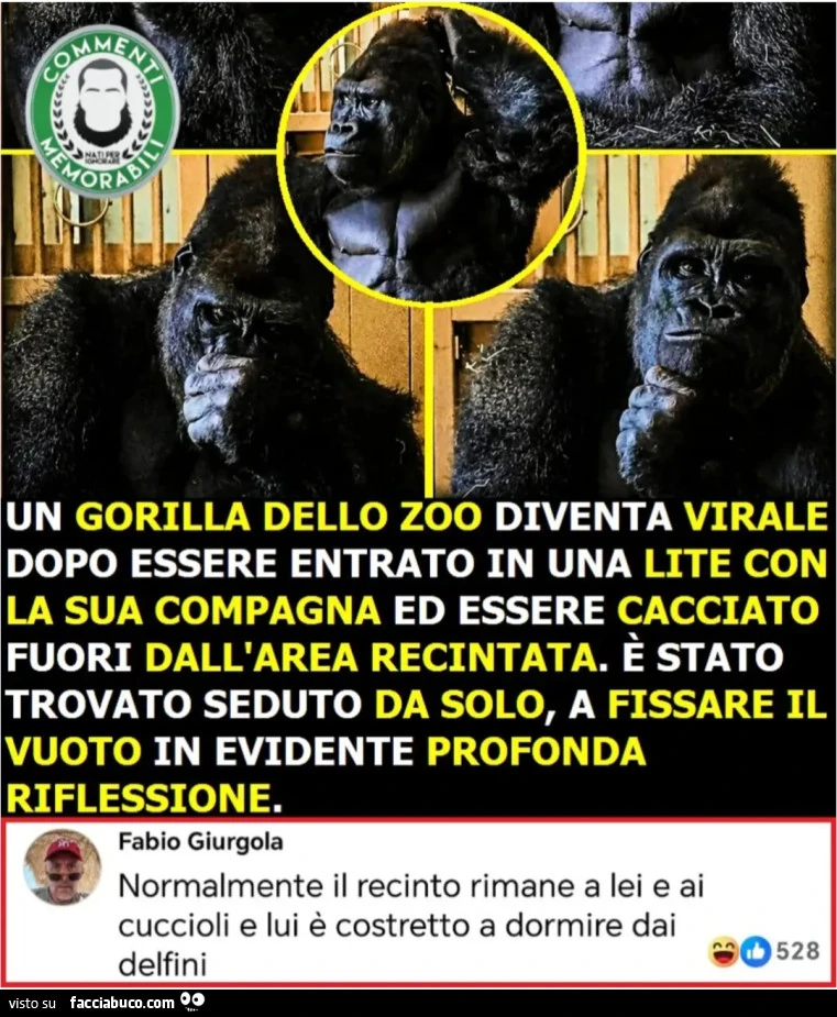 UN GORILLA DELLO ZOO DIVENTA VIRALE DOPO ESSERE ENTRATO IN UNA LITE CON LA SUA COMPAGNA ED ESSERE CACCIATO FUORI DALL'AREA RECINTATA. È STATO TROVATO SEDUTO DA SOLO, A FISSARE VUOTO IN EVIDENTE PROFONDA RIFLESSIONE. Normalmente il recinto rimane a le