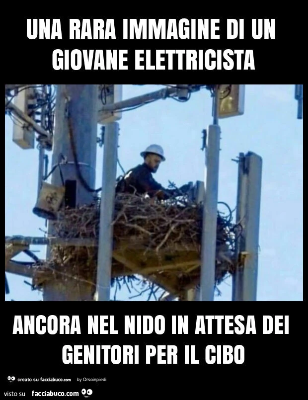 Una rara immagine di un giovane elettricista ancora nel nido in attesa dei genitori per il cibo