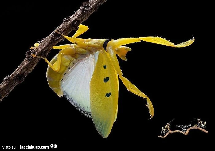 Vaccata