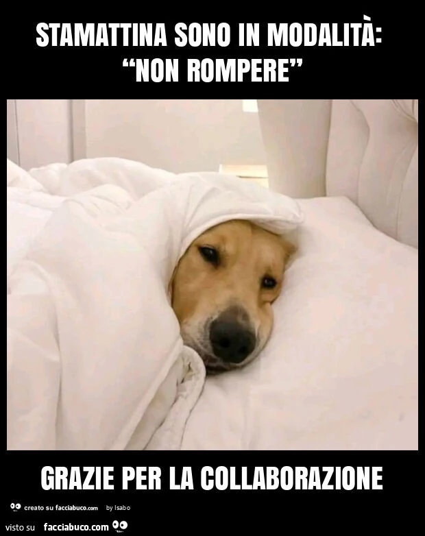 Stamattina sono in modalità: “non rompere” grazie per la collaborazione