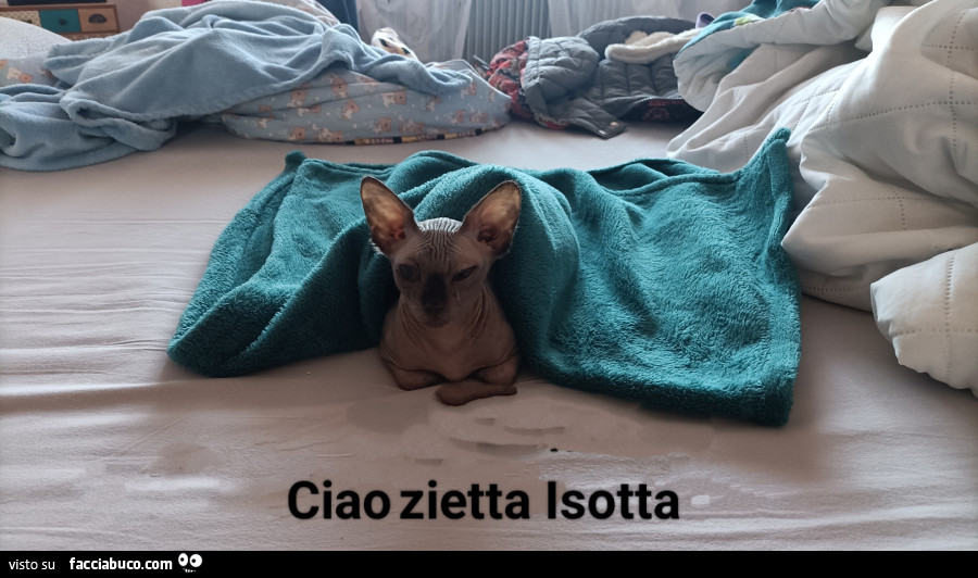 Vaccata