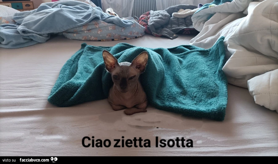 Vaccata