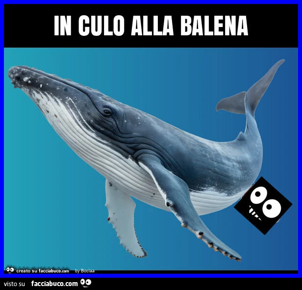 In culo alla balena
