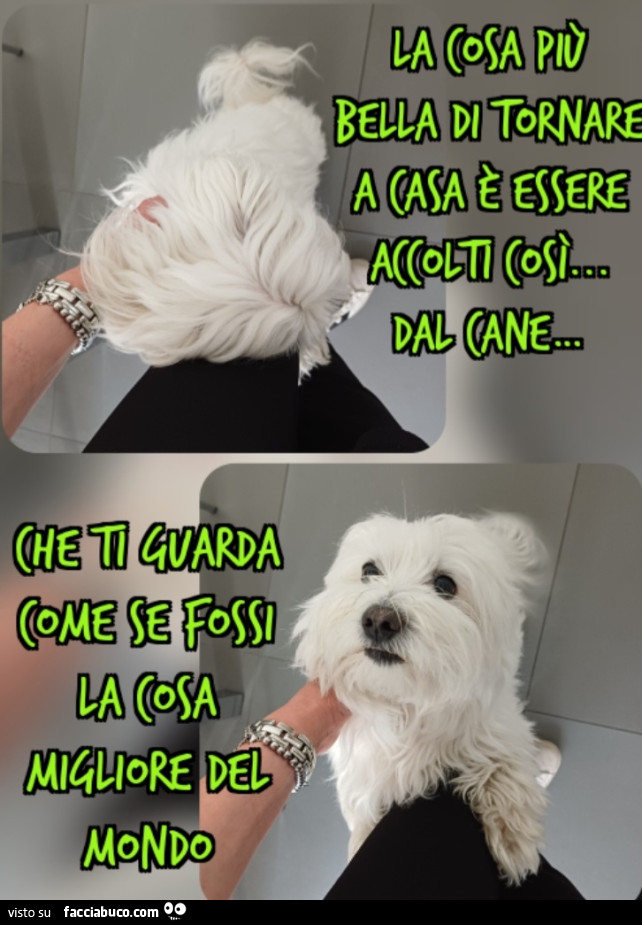 La cosa più bella di tornare a casa è essere accolti così: dal cane&hellip; che ti guarda come se fossi la cosa migliore del mondo