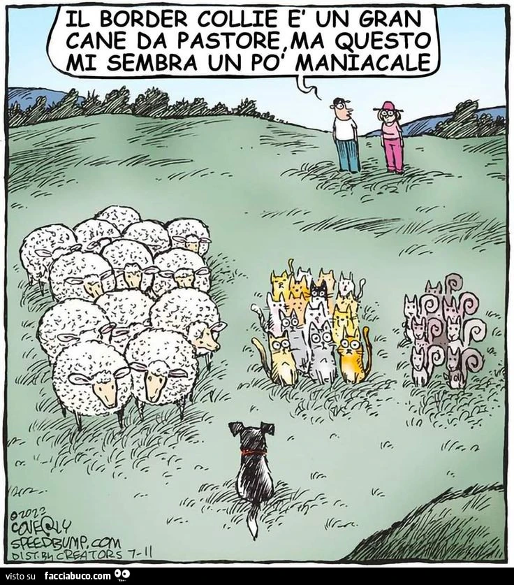 Vaccata