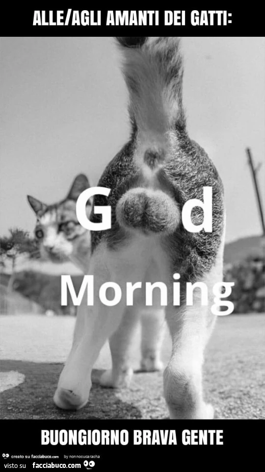 Alle/agli amanti dei gatti: buongiorno brava gente