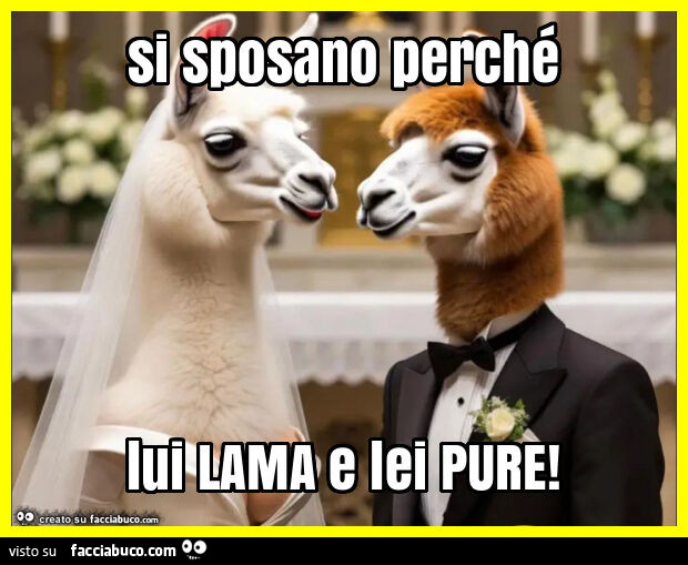 Si sposano perché lui lama e lei pure