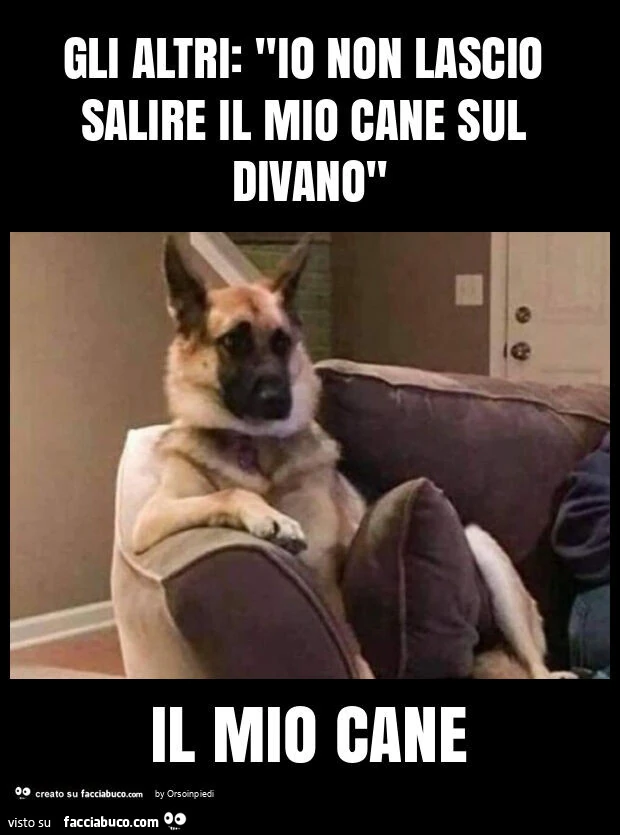 Gli altri: "io non lascio salire il mio cane sul divano" il mio cane