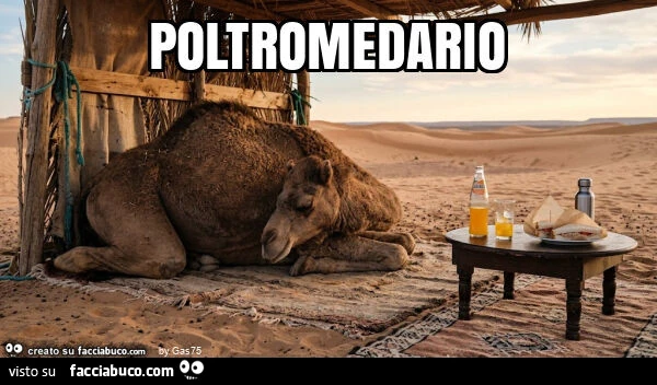 Poltromedario