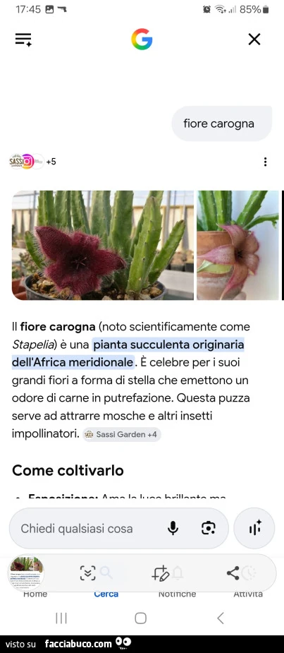 Il fiore carogna è una pianta succulenta originaria dell'africa meridionale