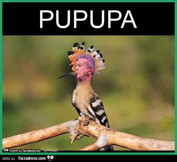 Pupupa