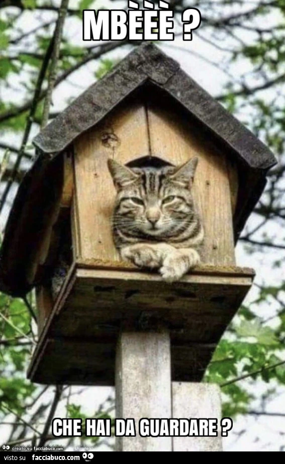 Mbèèè? Che hai da guardare?