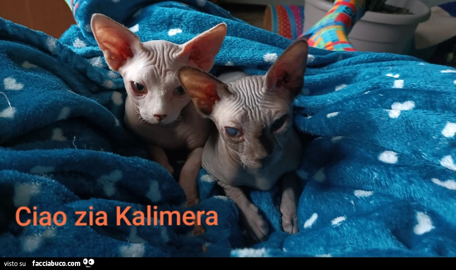 Vaccata