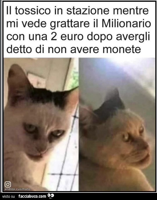 Vaccata