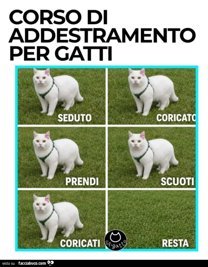 Vaccata
