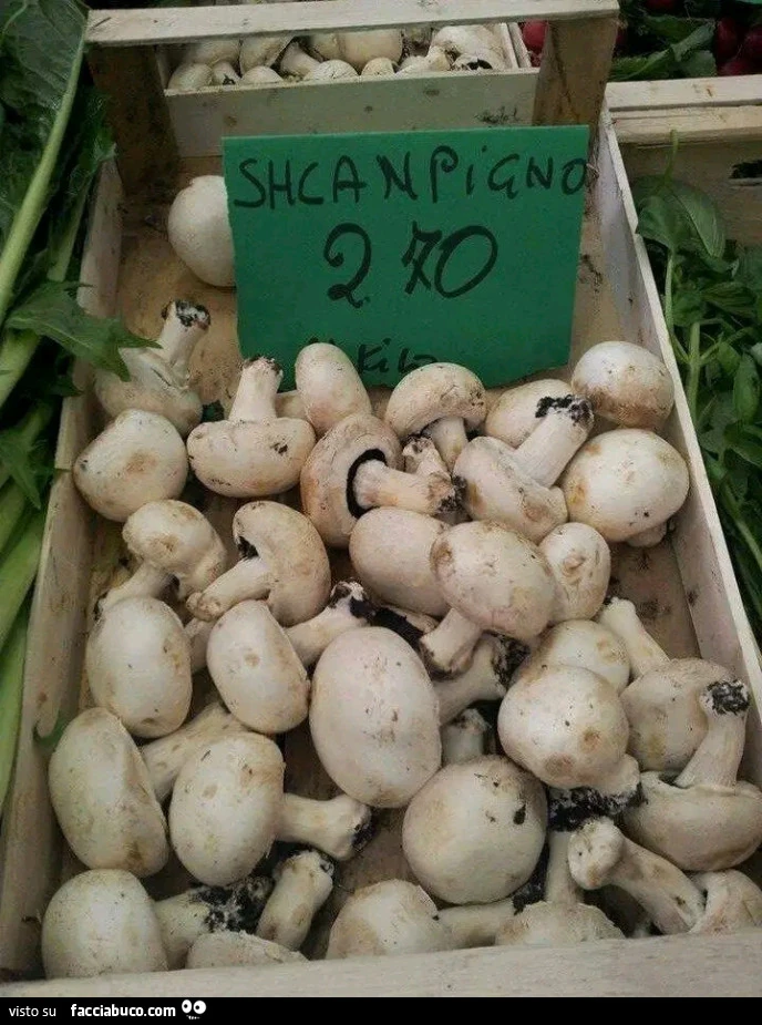 Vaccata