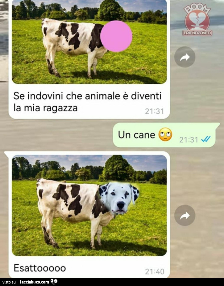 Vaccata