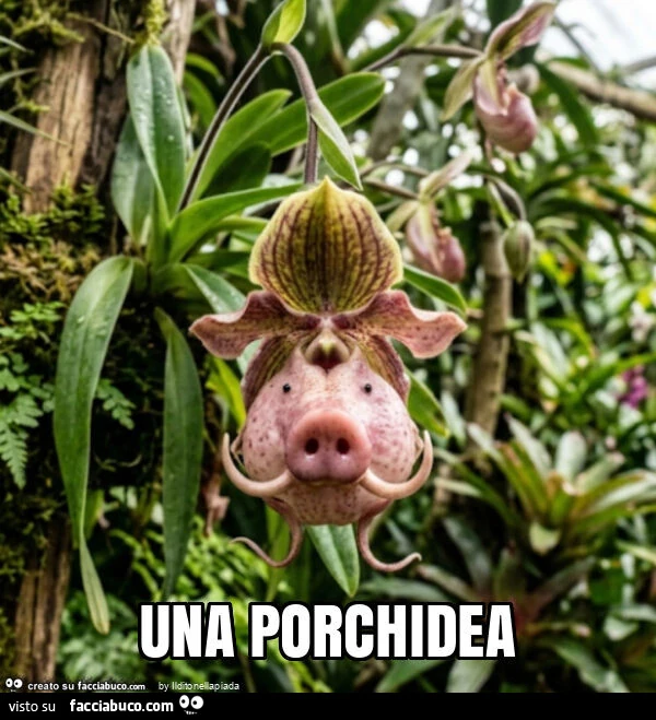 Una porchidea