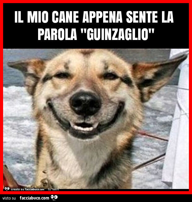 Il mio cane appena sente la parola "guinzaglio"