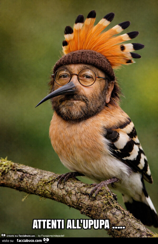 Attenti all'upupa