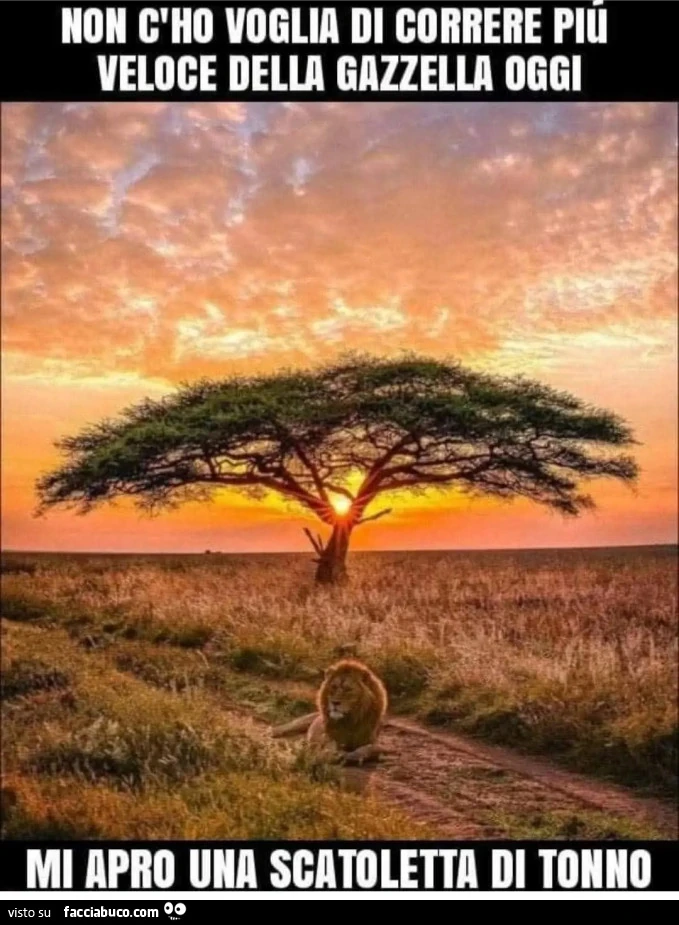 Non c'ho voglia di correre più veloce della gazzella oggi mi apro una scatoletta di tonno leone africa