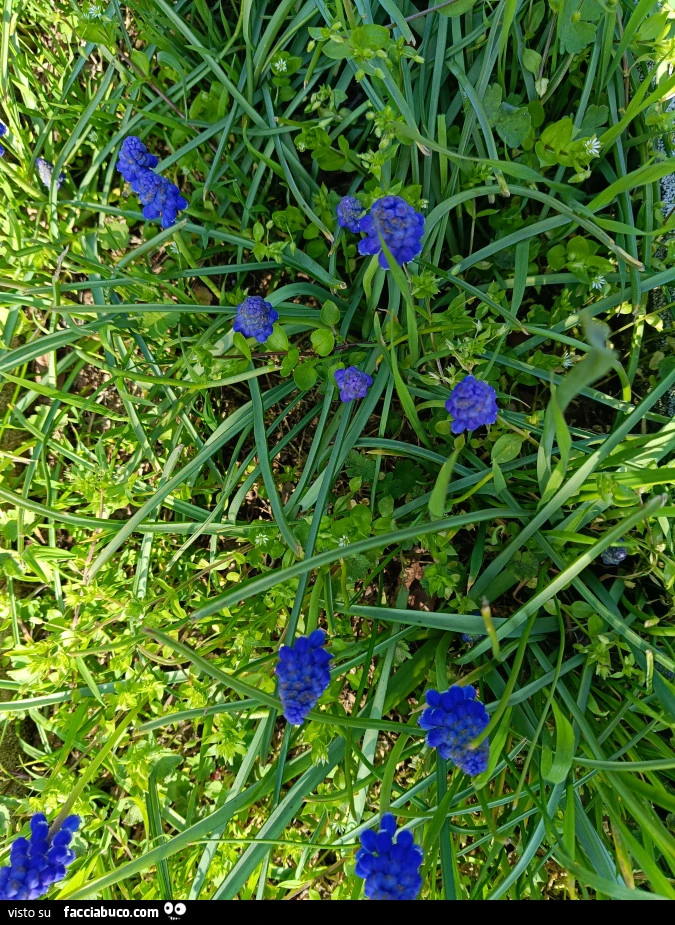 Vaccata