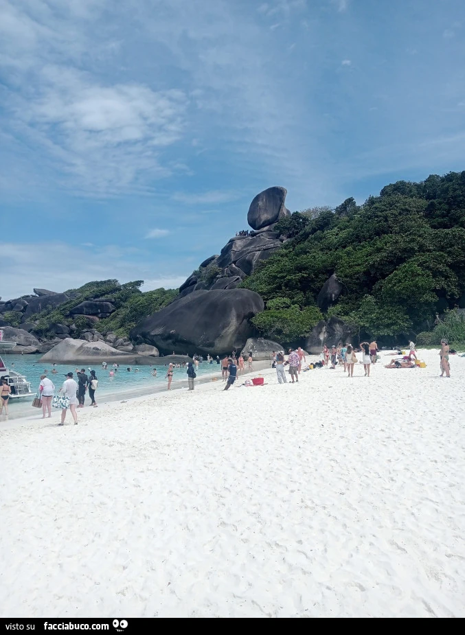 Vaccata