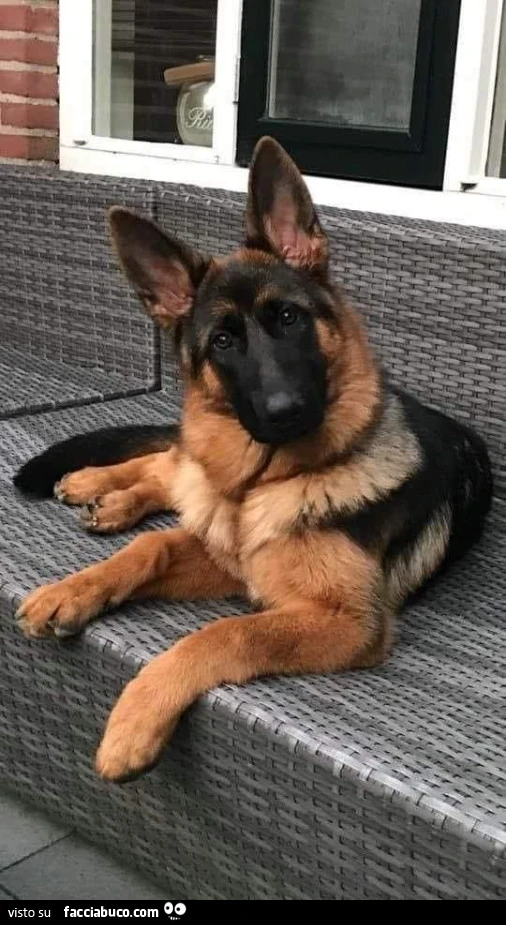 Vaccata