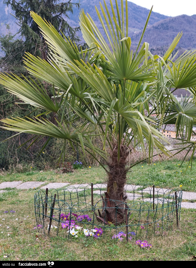 Vaccata