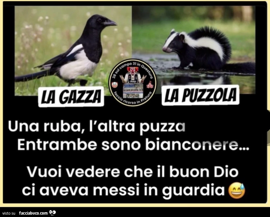 Vaccata