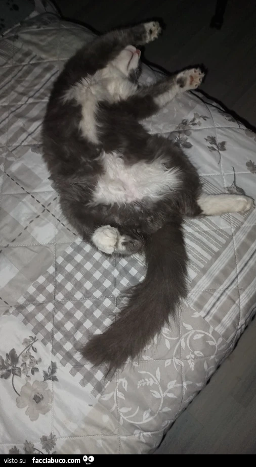Vaccata