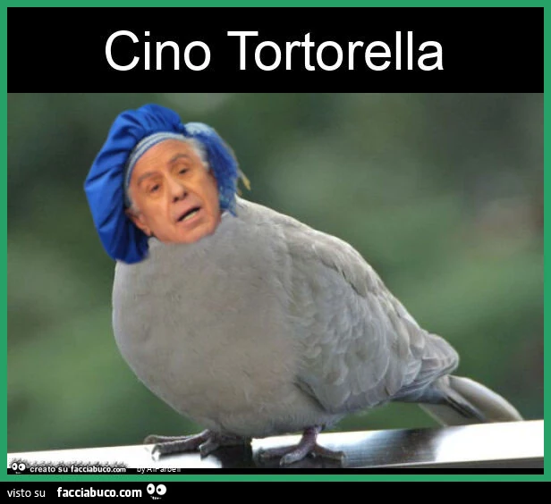 Cino tortorella