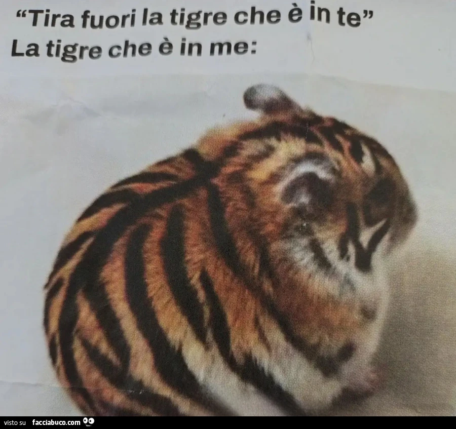 Tira fuori la tigre che è in te la tigre che è in me criceto